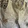 Gönn dir den ultimativen Wow-Effekt mit diesen zauberhaften, beigen Hosen! Der angesagte Wrinkle-Look trifft auf Leo-Print-Tasche und glamouröse Gold-Pailletten - so setzt du garantiert stylishe Statements. Die Stoffgürtel-Bindung betont deine Taille und macht jeden Look individuell - ob lässig oder schick, mit dieser Hose bist du immer ein Hingucker!.