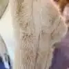 Entdecke, wie du mit diesem beigen Kunstpelzmantel jedes Outfit aufwertest - superweich, flauschig und absolut im Trend!.
