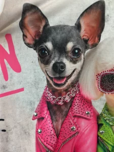 cool dogs shirt